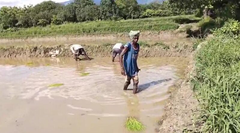 विलुप्त होती दून बासमती की खुशबू फिर लौटेगी!
