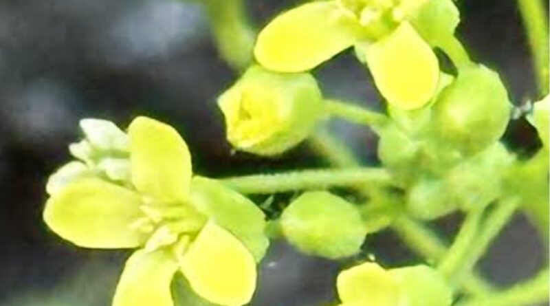 तराई की धरती पर उगी फसल से बनेगा हवाई ईंधन